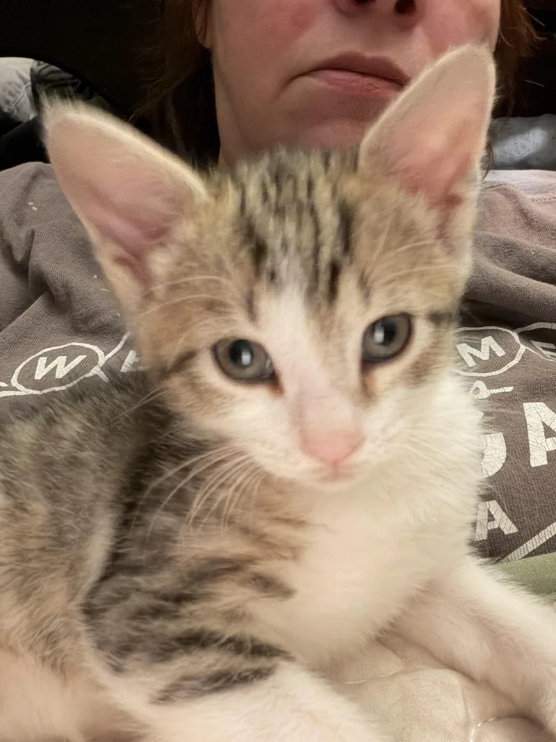 A baby small-sized male Domestic Short Hair cat named Velcro Aka Dangle for adoption in Bethel Park, PA