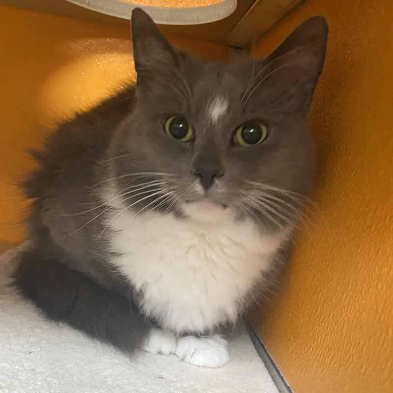 An adult medium-sized male Gray & White Domestic Medium Hair cat named Theodore for adoption in Elyria, OH