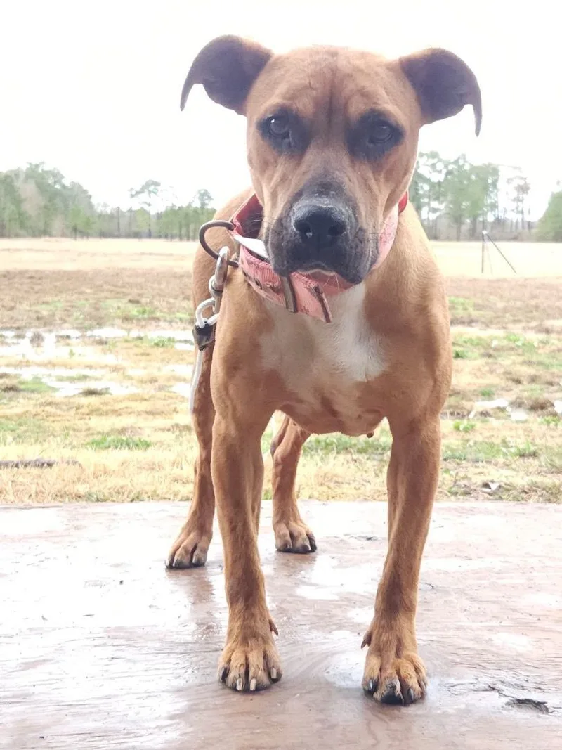 A young medium-sized female Pit Bull Terrier dog named Sweetie for adoption in Ville platte, LA