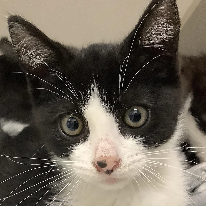 A baby small-sized female Black Domestic Short Hair cat named Piglet for adoption in Redwood City, CA