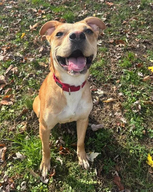 A young medium-sized male Boxer dog named Tank for adoption in Mount Royal, NJ