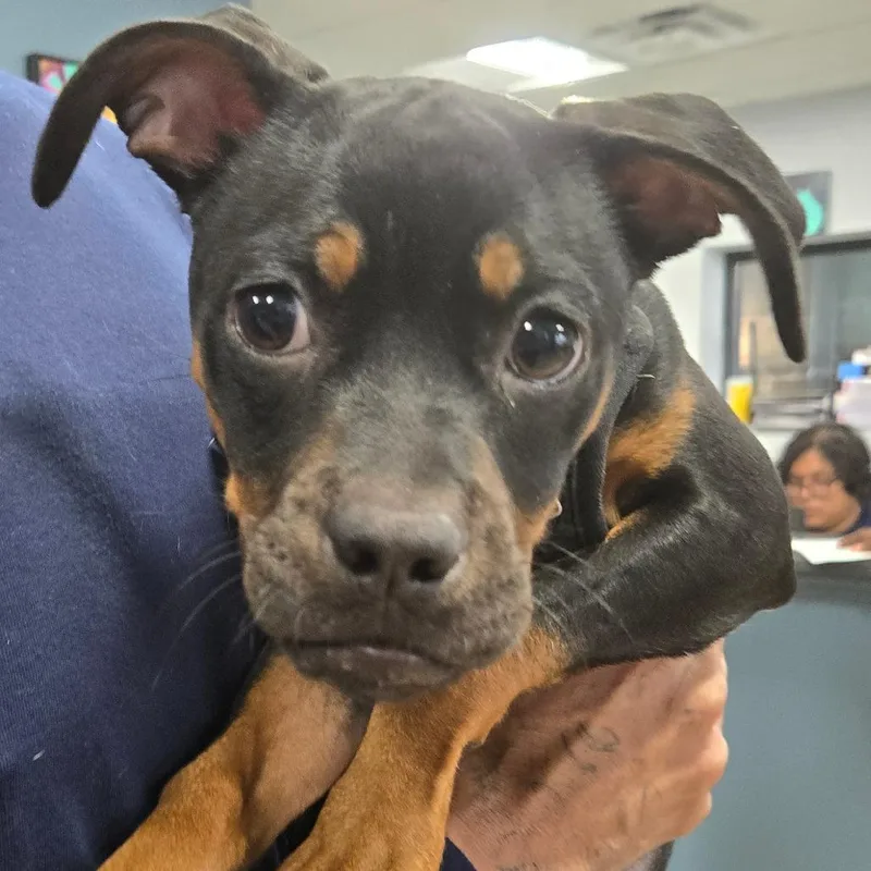 A young small-sized female Rottweiler dog named Elphie for adoption in Newark, NJ