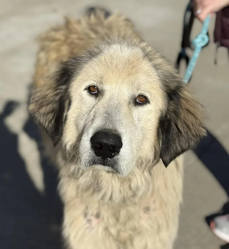 An adult large-sized male Great Pyrenees dog named Bear for adoption in Blue Springs, MO