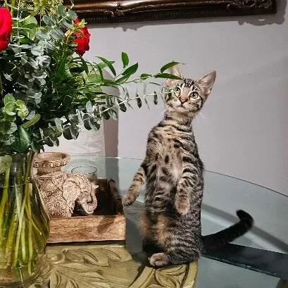 An adult medium-sized female Tabby (Brown / Chocolate) Tabby cat named Cameron Clark for adoption in Friendswood, TX