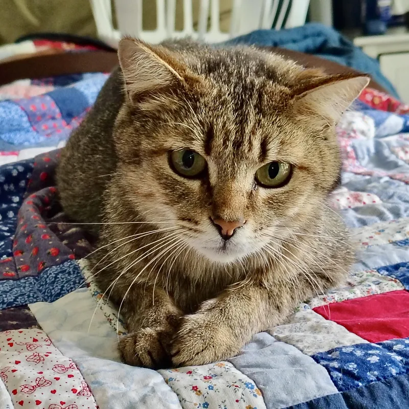 A young medium-sized female Tabby (Buff / Tan / Fawn) Domestic Short Hair cat named Seashell for adoption in Richmond, VA