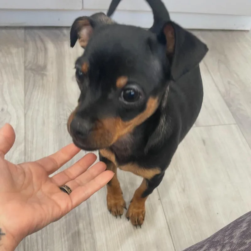 A baby small-sized female Chihuahua dog named Lark for adoption in Los Angeles, CA