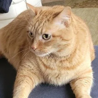 An adult large-sized female Orange / Red American Shorthair cat named Daisy for adoption in Blue Earth, MN