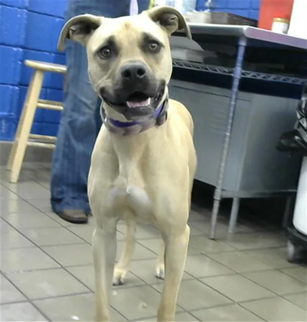 An adult medium-sized female Pit Bull Terrier dog named Lollie for adoption in Albuquerque, NM