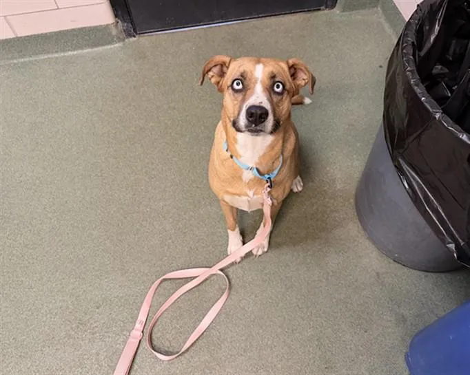 An adult large-sized female Mixed Breed dog named Rala for adoption in Santa Fe, NM