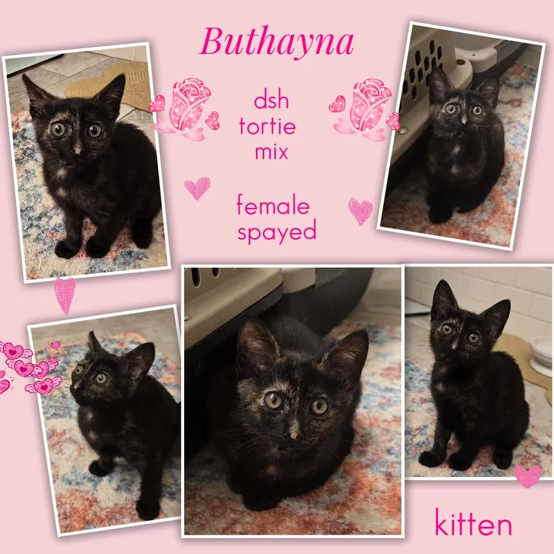 A baby medium-sized female Black Domestic Short Hair cat named Buthayna Ort for adoption in Missouri City, TX
