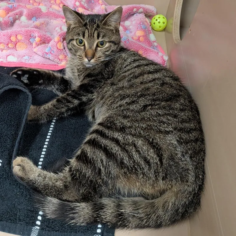 A young medium-sized female Brown / Chocolate Domestic Medium Hair cat named Flash for adoption in Birmingham, AL