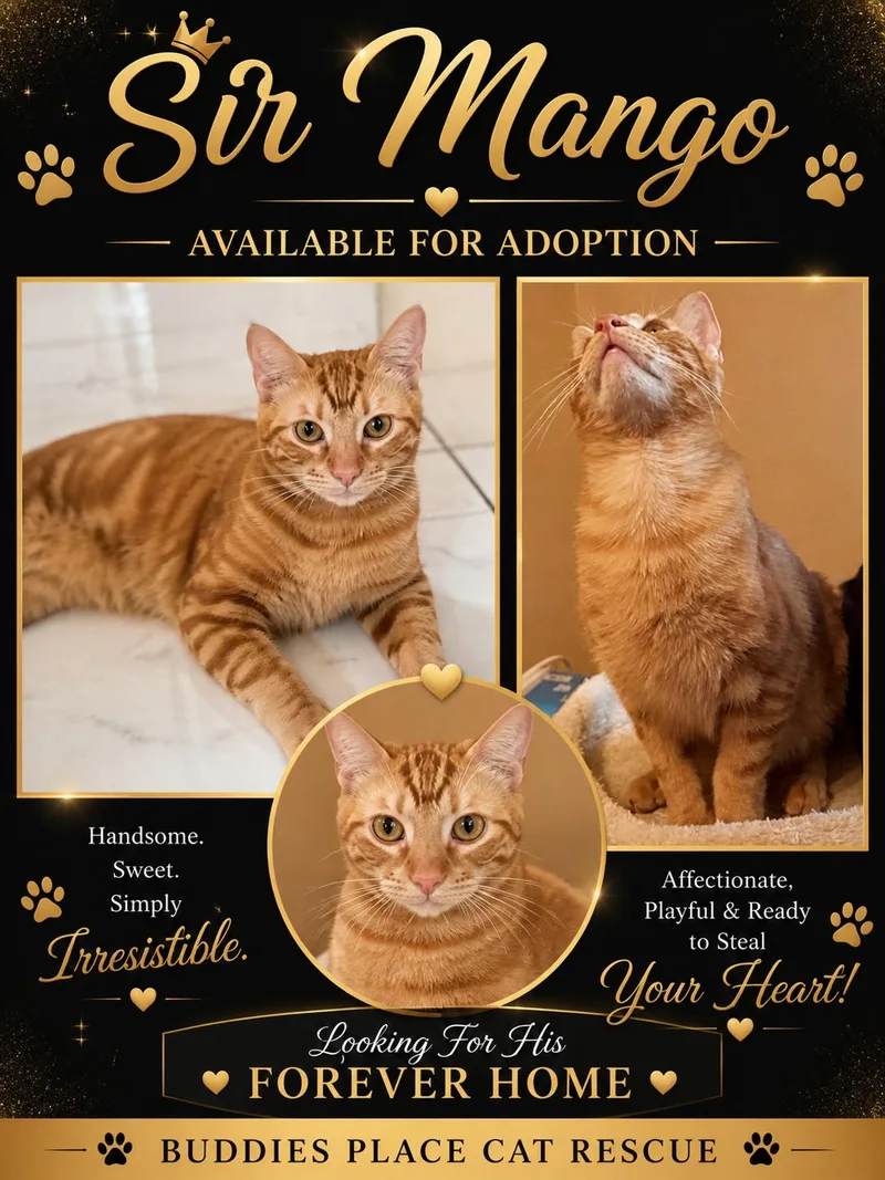 A young medium-sized male Tabby (Orange / Red) Domestic Short Hair cat named Sir Mango for adoption in Fort Worth, TX