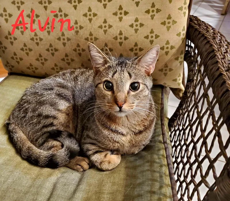 A young medium-sized male Tabby (Brown / Chocolate) Domestic Short Hair cat named Alvin for adoption in Jacksonville, FL