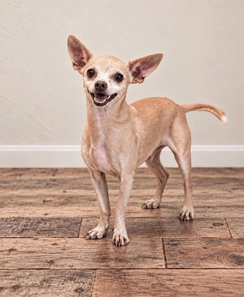An adult small-sized male Yellow / Tan / Blond / Fawn Chihuahua dog named Short Ray for adoption in Georgetown, OH