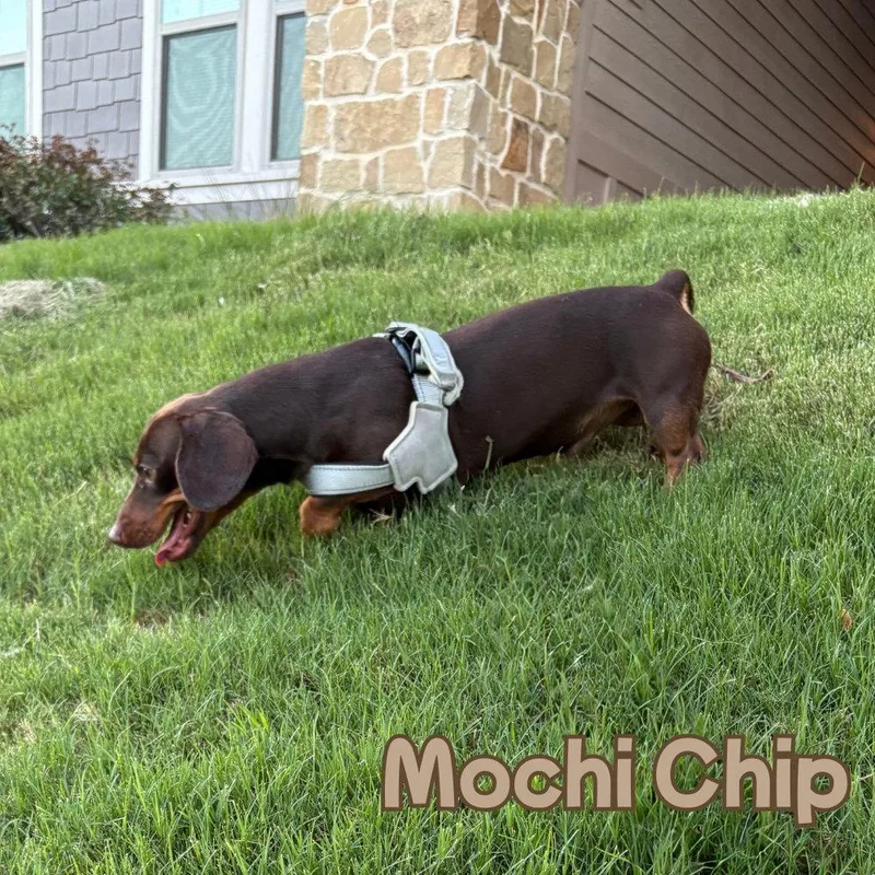 Mochi Chip