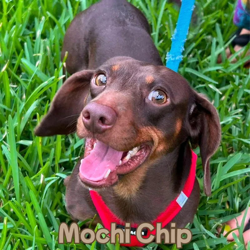 Mochi Chip thumbnail 2