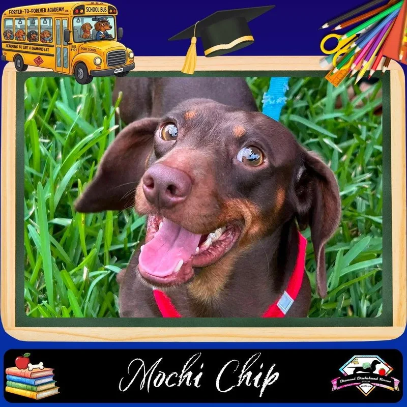 Mochi Chip thumbnail 3