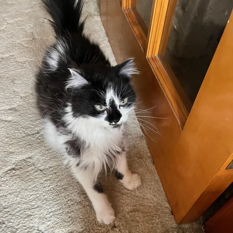 A senior medium-sized female Domestic Long Hair cat named Skippy for adoption in Dickinson, ND