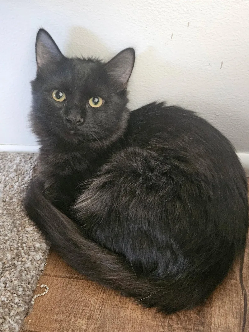 A young small-sized male Maine Coon cat named Jack for adoption in Phoenix, AZ