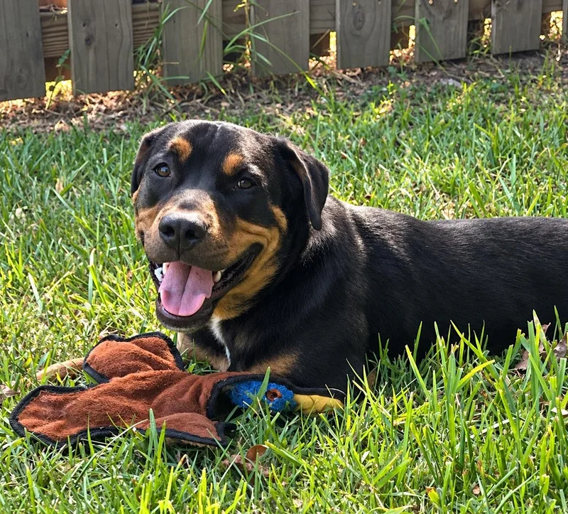 A young large-sized male Bicolor Rottweiler dog named Bogey for adoption in New Orleans, LA