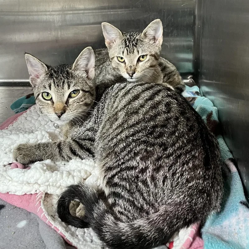 An adult small-sized female Brown / Chocolate Domestic Short Hair cat named Little Darlin' for adoption in Austin, TX