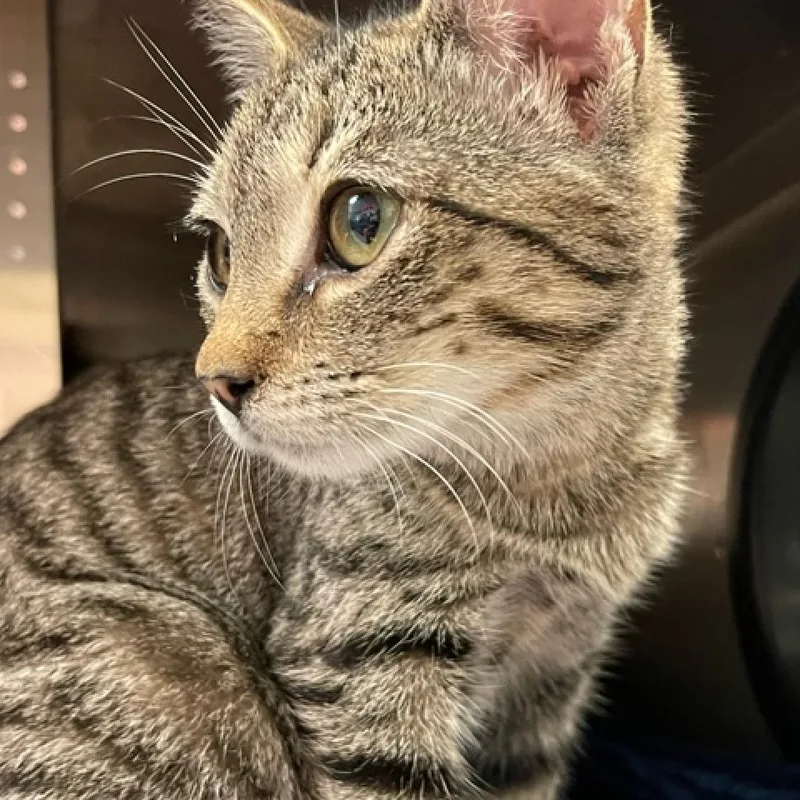 Little Darlin' thumbnail 2