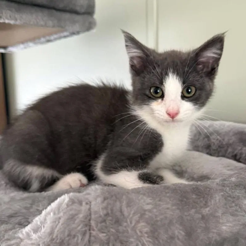 A baby medium-sized male Gray & White Domestic Short Hair cat named Fern for adoption in LEETONIA, OH