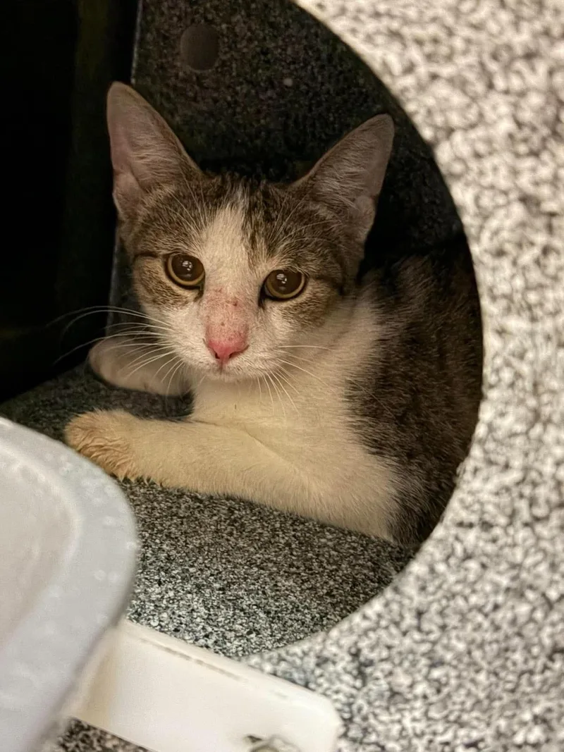 An adult medium-sized female White Domestic Short Hair cat named Bridget for adoption in Rockwall, TX