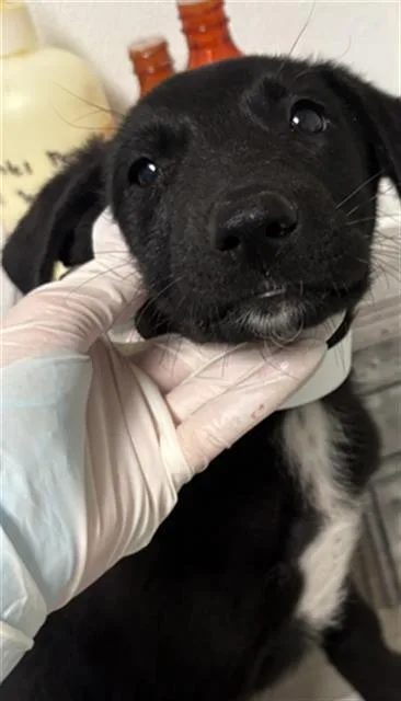 A baby small-sized female Black Shepherd dog named Lilly LONGTIME RESIDENT for adoption in Thousand Oaks, CA