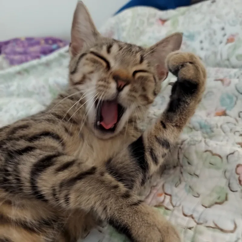 Foxy Roxy thumbnail 3