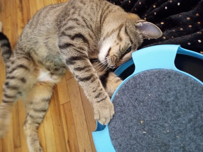 Foxy Roxy thumbnail 4