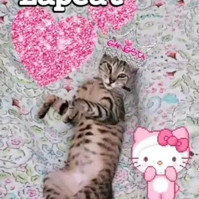 Foxy Roxy thumbnail 5