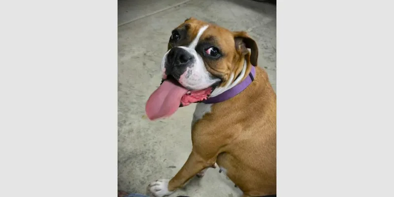 A young medium-sized female Boxer dog named Lucy Lou II for adoption in Hewitt, TX