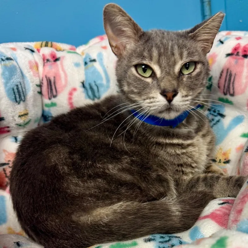 An adult medium-sized male Gray / Blue / Silver Domestic Short Hair cat named Jackson for adoption in Lakeland, FL
