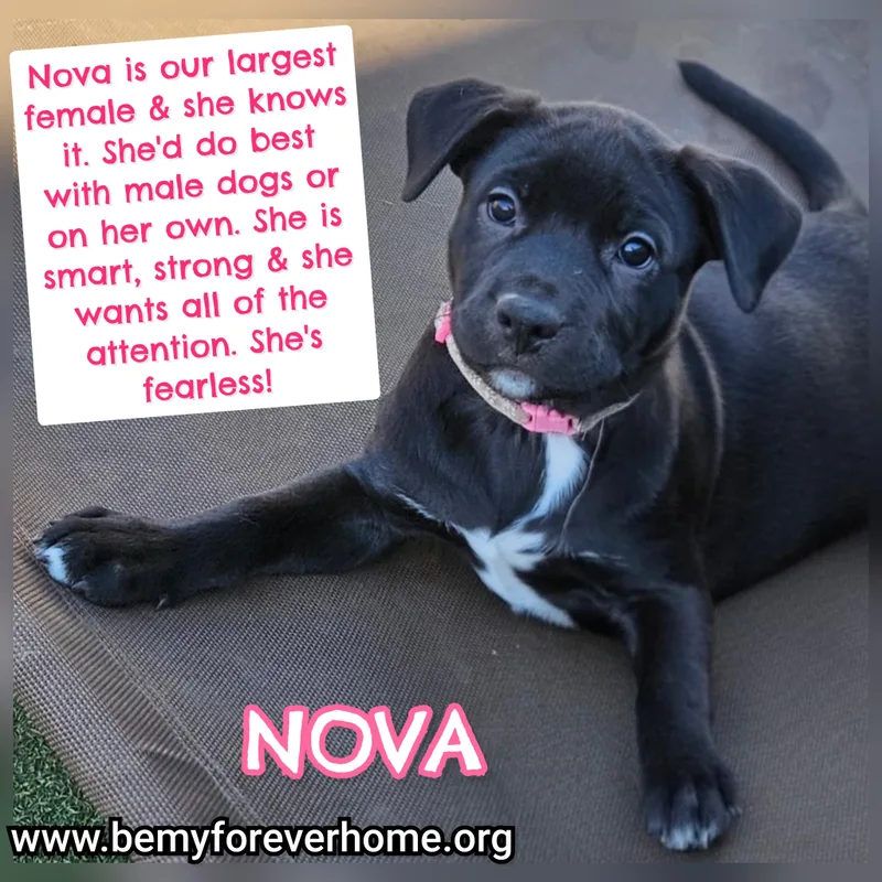 A baby large-sized female Cane Corso dog named Nova for adoption in Plano, TX
