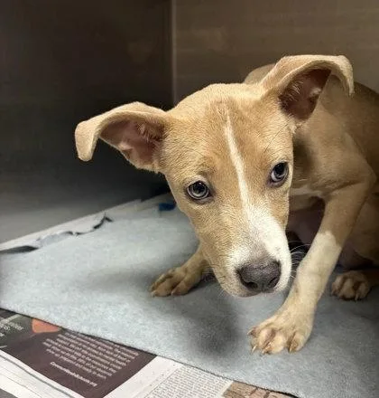 A baby small-sized female Pit Bull Terrier dog named Lola for adoption in Atlanta, GA