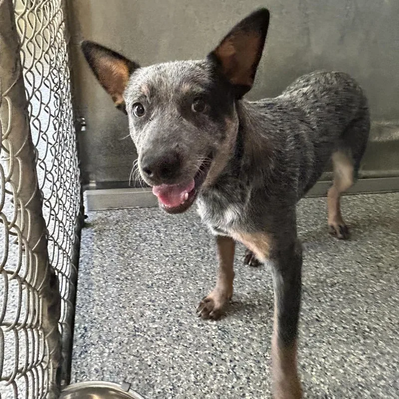 A young medium-sized male Australian Cattle Dog / Blue Heeler dog named Stray Manor Dr. Blue for adoption in Roxboro, NC
