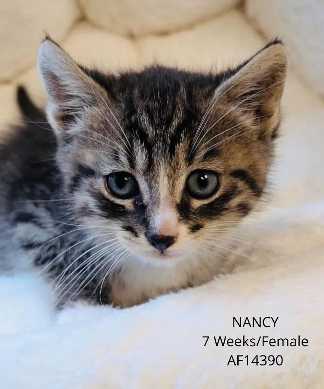 A young medium-sized female Tabby (Brown / Chocolate) Domestic Short Hair cat named Nancy for adoption in Supply, NC