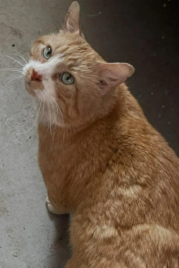 Leo