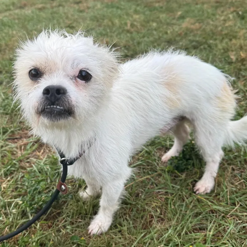 An adult small-sized male White / Cream Terrier dog named Durango for adoption in Houston, TX