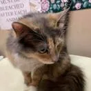 An adult medium-sized female Calico Domestic Medium Hair cat named Nimzy for adoption in Beckley, WV