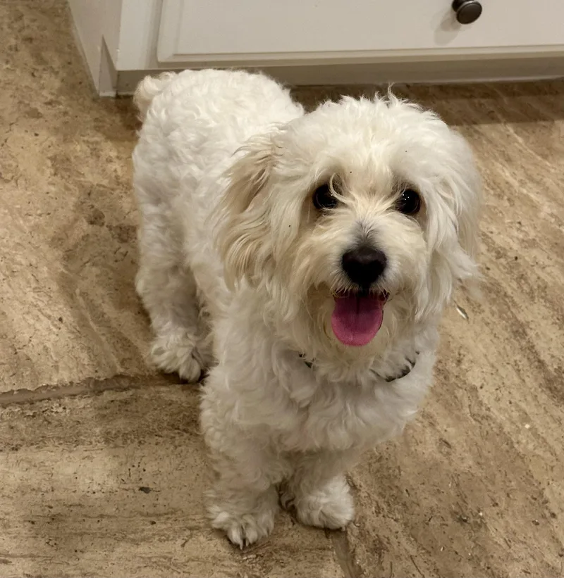 A young small-sized male White / Cream Poodle dog named Aki for adoption in Elk Grove, CA