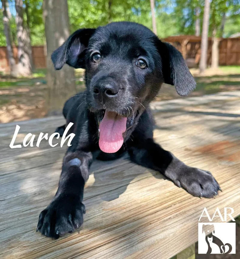 A baby medium-sized male Labrador Retriever dog named Larch for adoption in Magnolia, TX