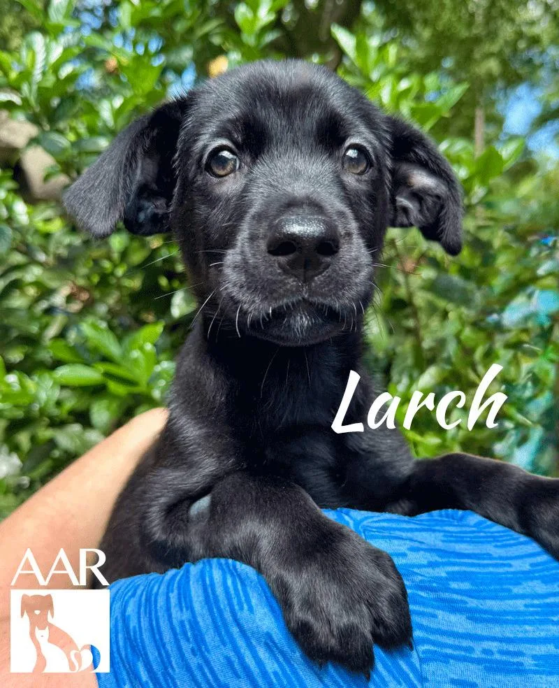 Larch thumbnail 3