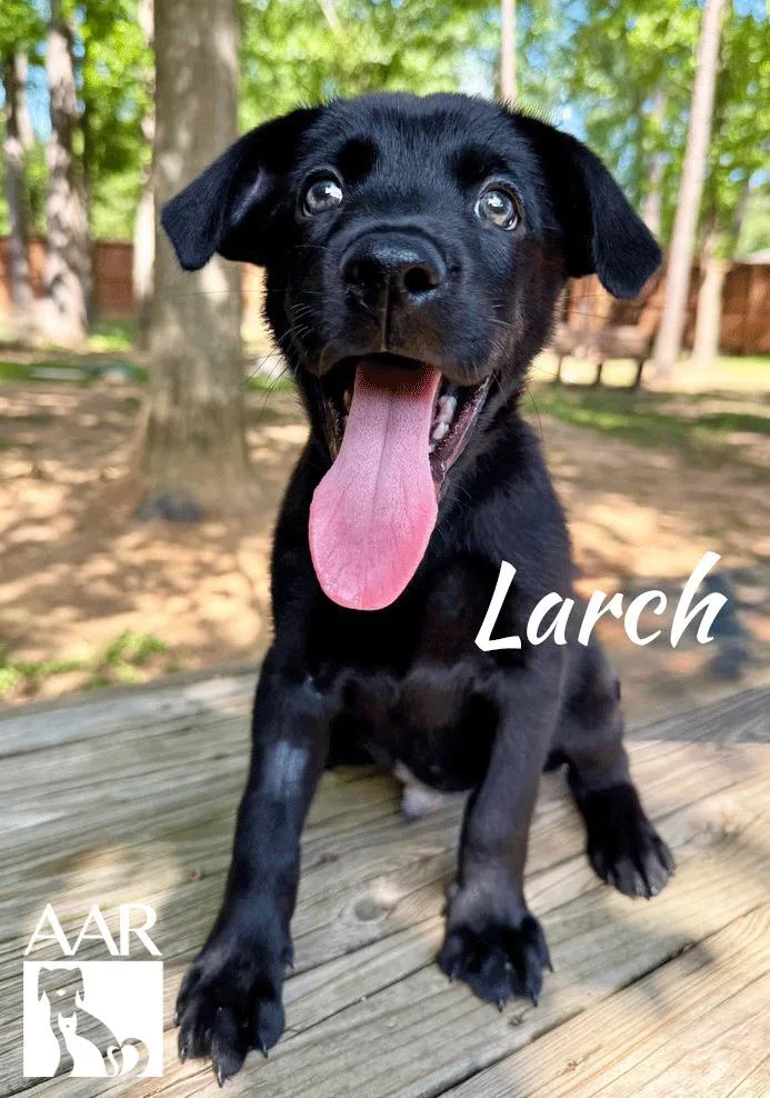 Larch thumbnail 4