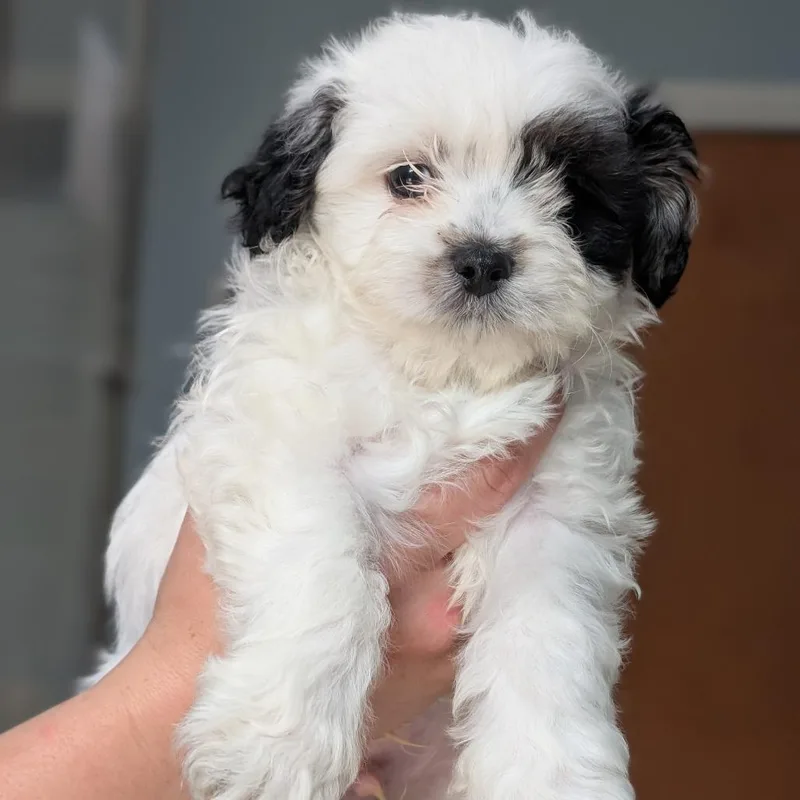 A baby small-sized male Black Shih Tzu dog named Mr. Potato Head for adoption in Deerfield, IL
