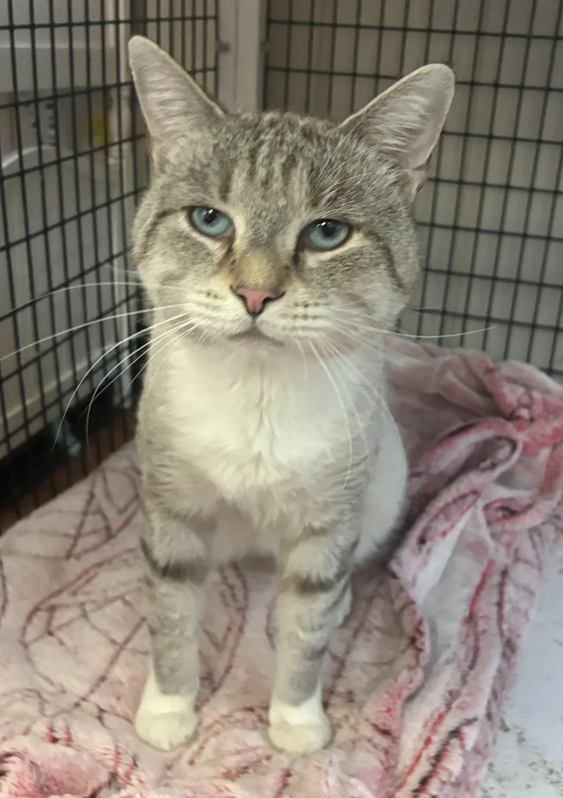An adult large-sized male Blue Cream Domestic Short Hair cat named Zoolander for adoption in Breinigsville, PA