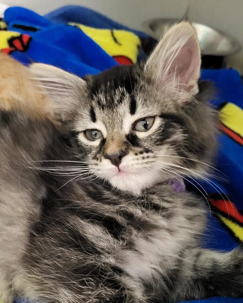 A baby medium-sized female Tabby (Brown / Chocolate) Domestic Medium Hair cat named China for adoption in Grayslake, IL