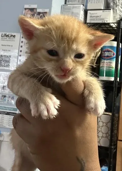 A baby small-sized male Domestic Short Hair cat named Shiitake Red for adoption in Chamblee, GA