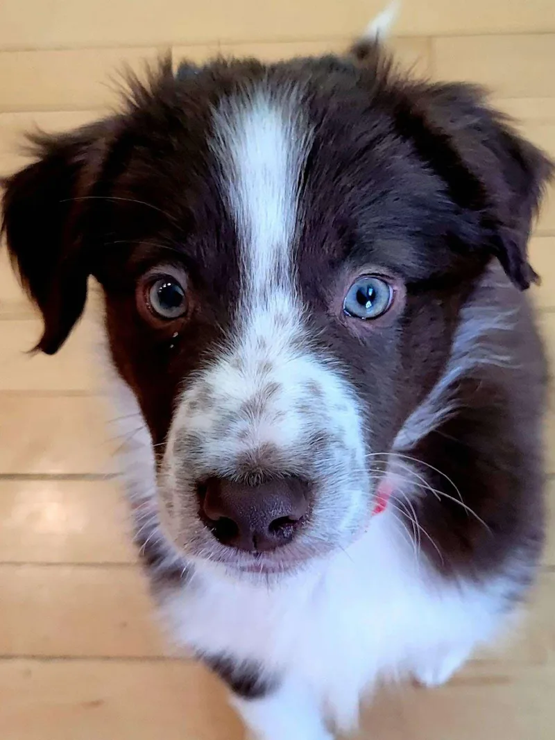 Bridgerton Puppies thumbnail 2